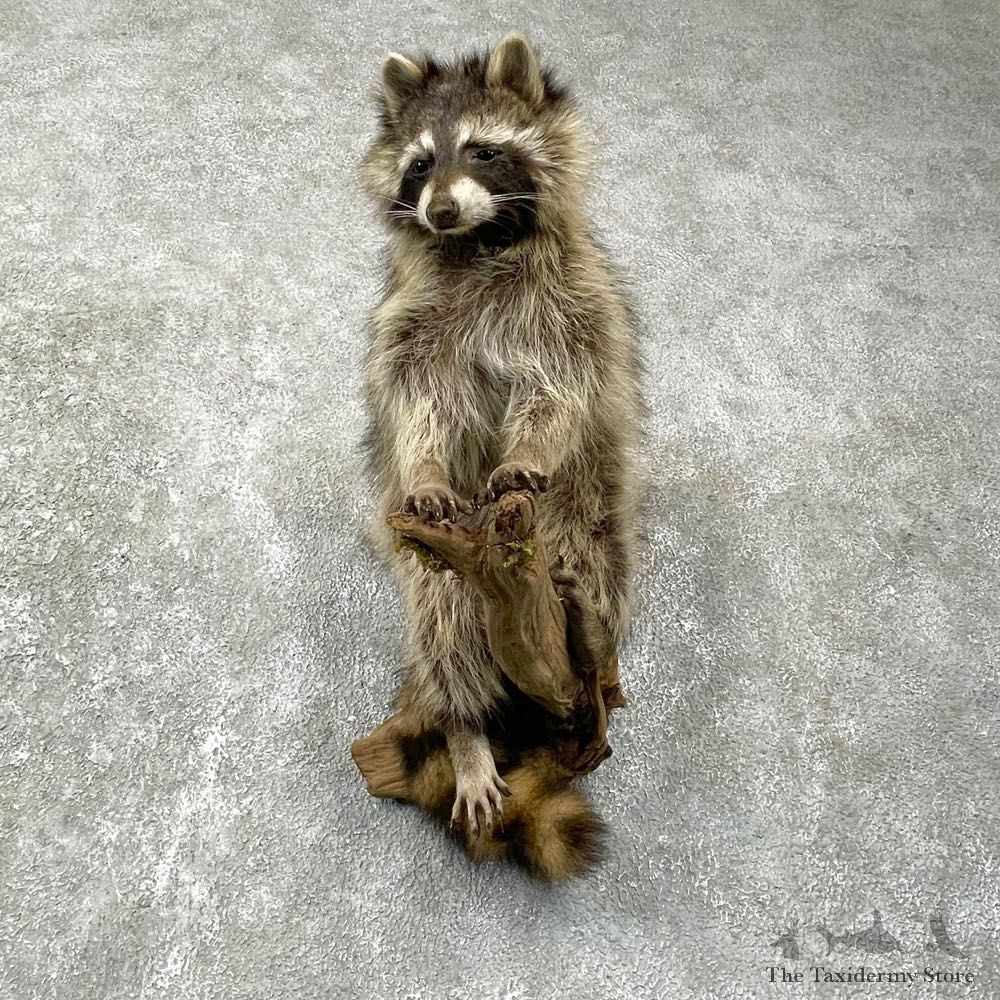 Raccoon Life-Size Mount For Sale #24090 @ The Taxidermy Store
