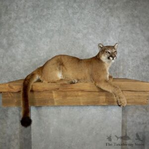 Mountain Lion Life Size Taxidermy Mount #17111 For Sale - The Taxidermy Store