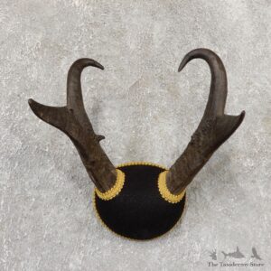 Pronghorn Taxidermy Horn Mount #19029 For Sale @ The Taxidermy Store
