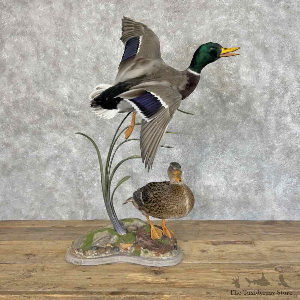 Mallard Duck Scene Mount For Sale #31140 @ The Taxidermy Store