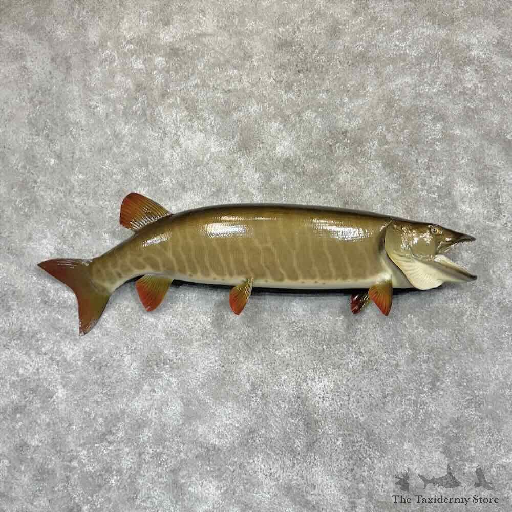 Muskellunge Fish Mount For Sale #31358 @ The Taxidermy Store