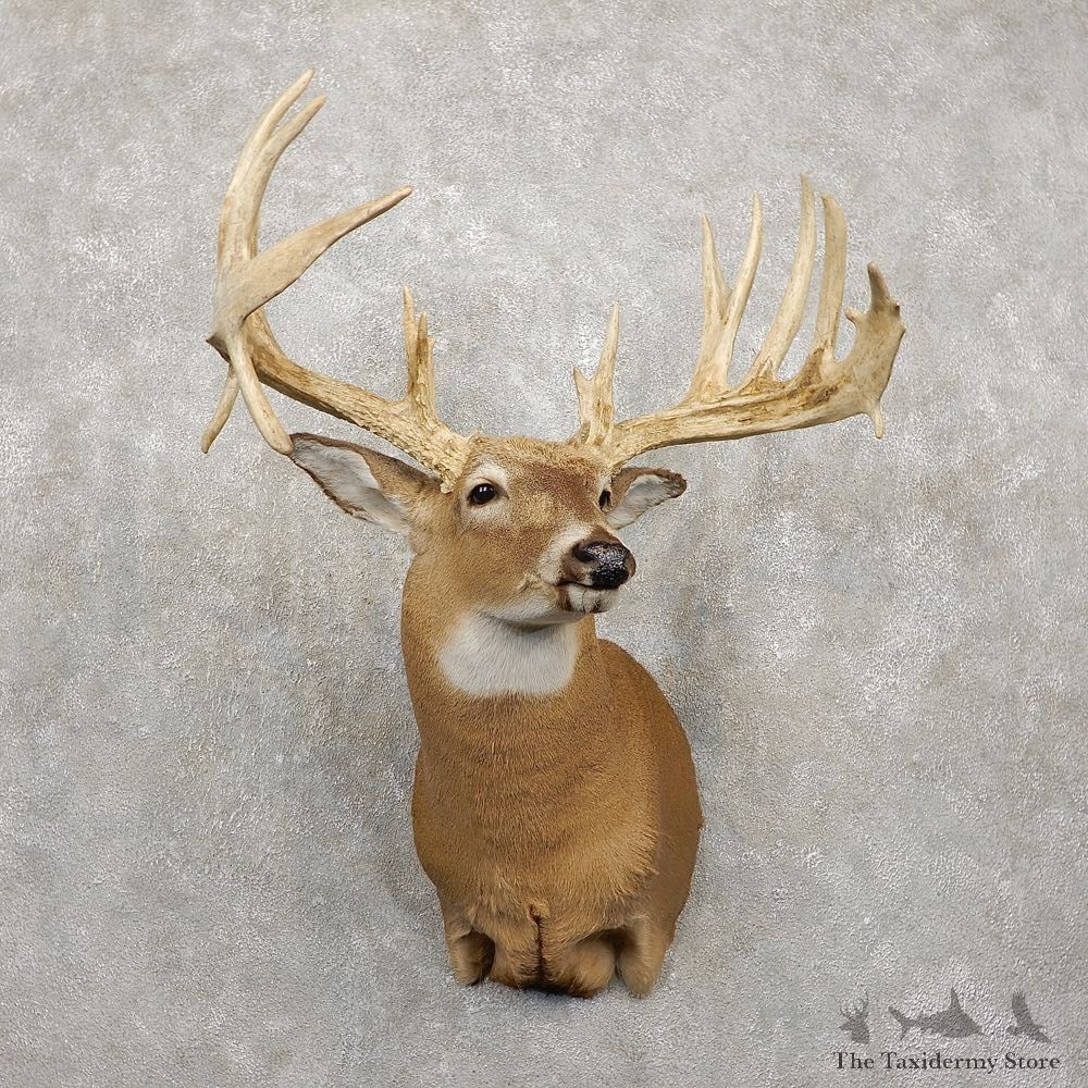 Whitetail Deer Taxidermy Shoulder Mount For Sale #20417 @ The Taxidermy Store