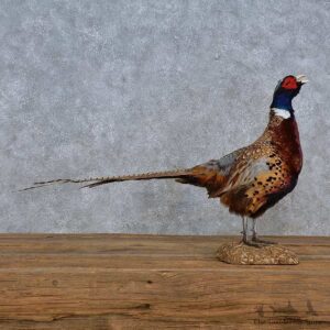 Ringneck Pheasant Life-Size Mount For Sale #15214 @ The Taxidermy Store