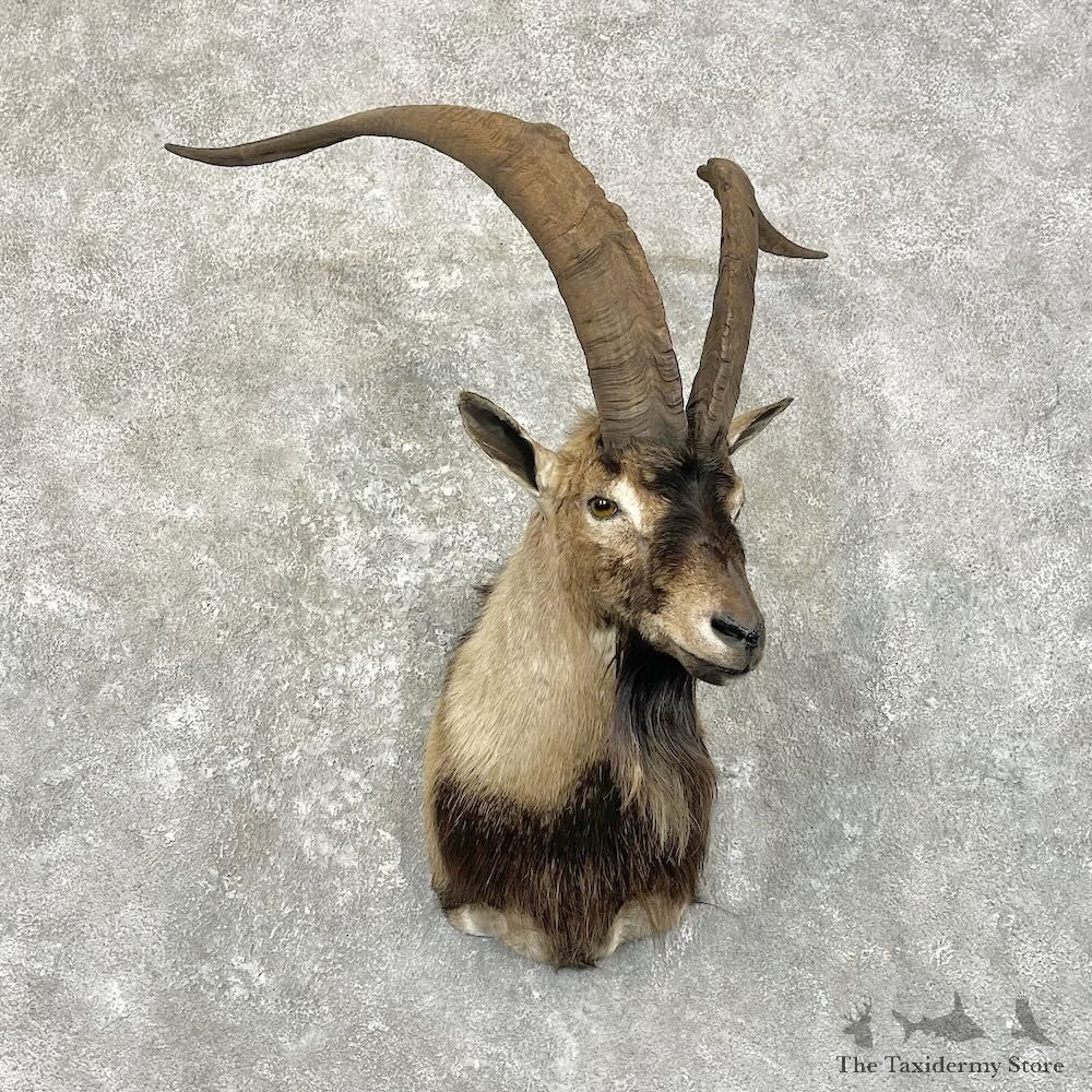 Hybrid Ibex Shoulder Mount For Sale #27794 @ The Taxidermy Store