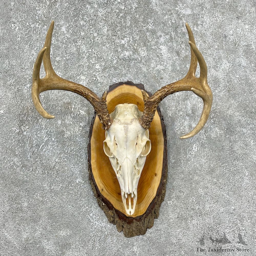 Whitetail Deer Skull European Mount For Sale #25335 @ The Taxidermy Store