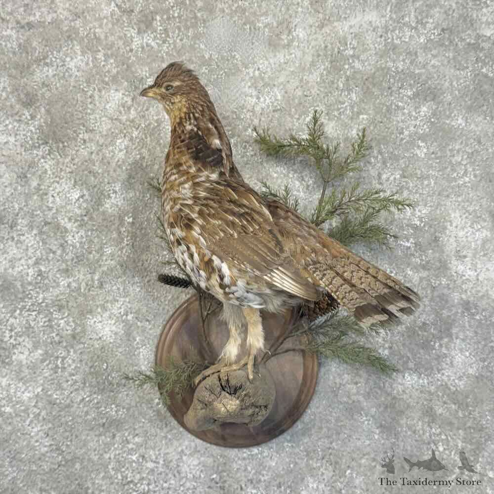 Ruffed Grouse Bird Mount For Sale #30551 @ The Taxidermy Store