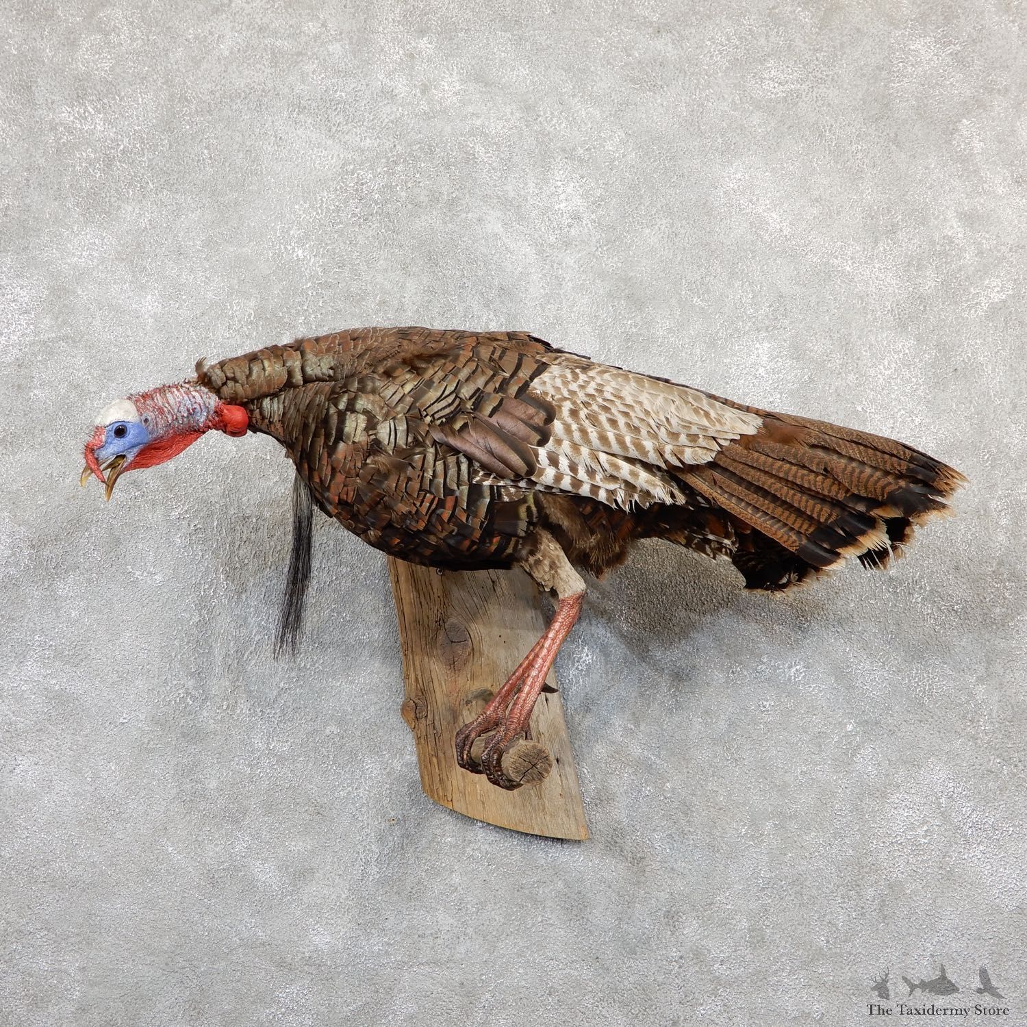 Eastern Turkey Bird Mount For Sale #19309 @ The Taxidermy Store