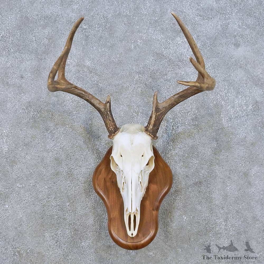Whitetail Deer Skull European Mount For Sale #14936 @ The Taxidermy Store