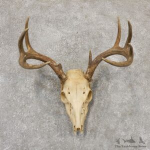 Whitetail Deer Skull European Mount For Sale #18961 @ The Taxidermy Store