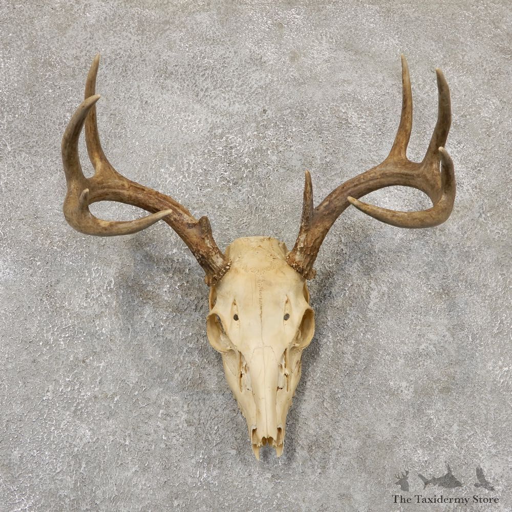 Whitetail Deer Skull European Mount For Sale #18961 @ The Taxidermy Store