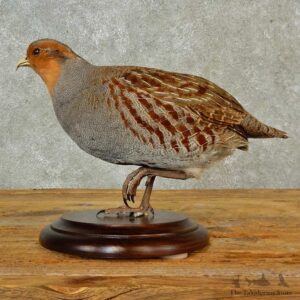 Hungarian Grey Partridge Bird Mount For Sale #16564 @ The Taxidermy Store