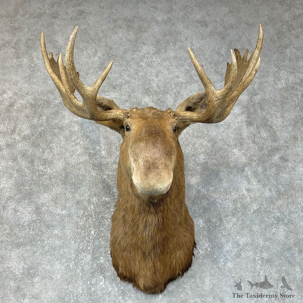 Canadian Moose Shoulder Mount For Sale #25415 @ The Taxidermy Store
