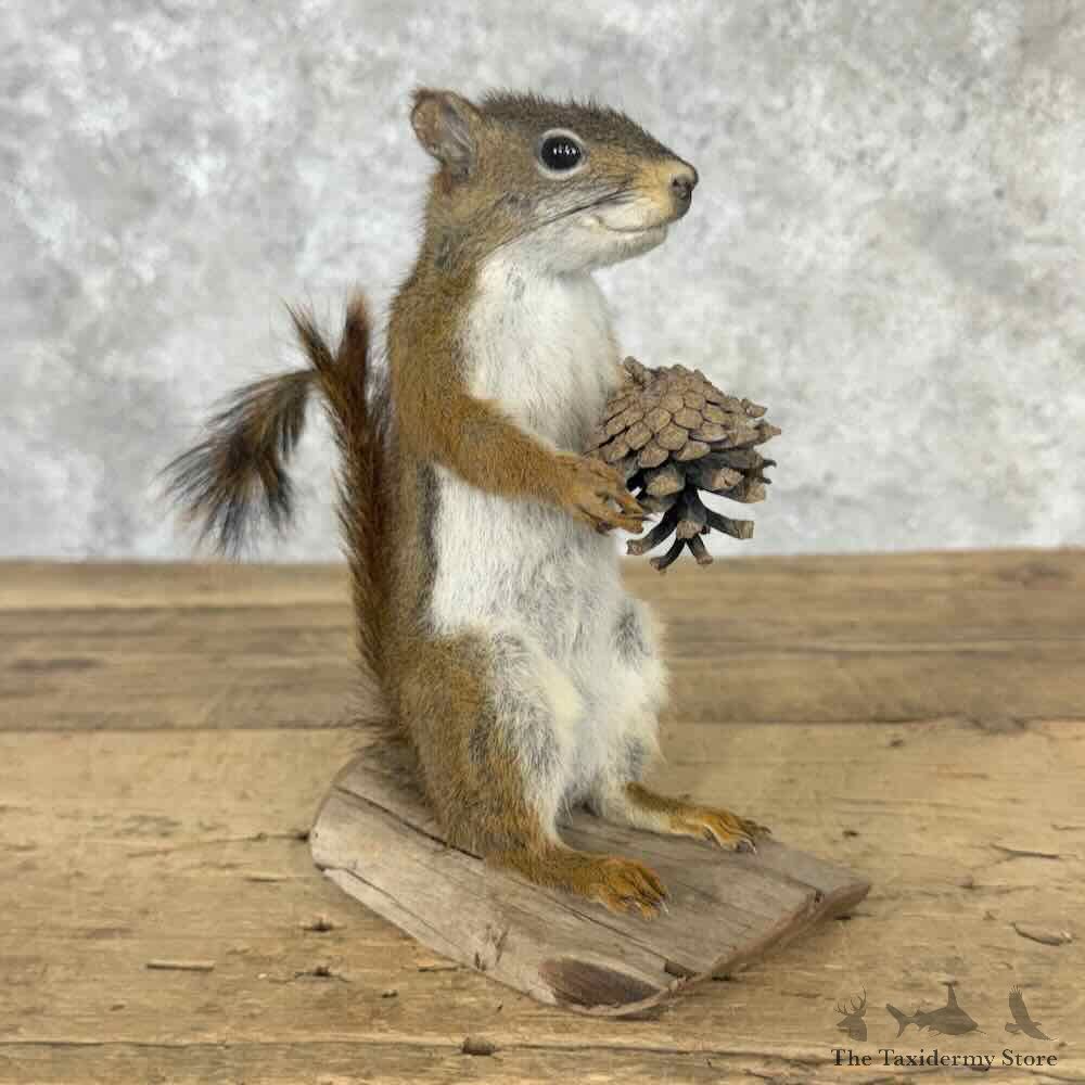 Red Pine Squirrel Mount For Sale #32239 @ The Taxidermy Store