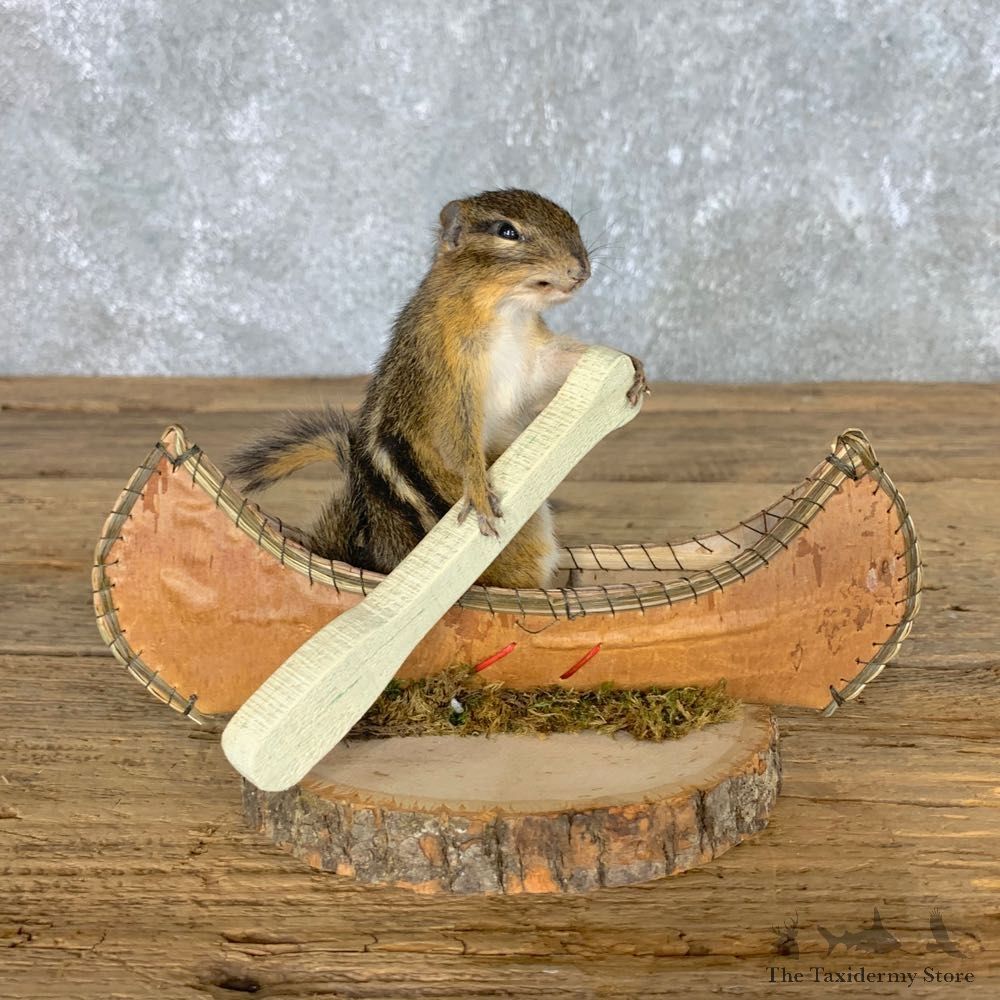 Canoe Chipmunk Novelty Mount For Sale #22608 @ The Taxidermy Store