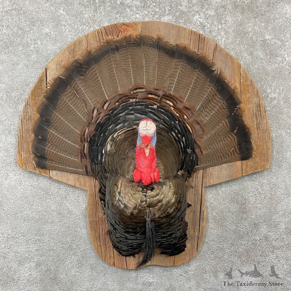 Eastern Wild Turkey Half Life Size Mount #26162 For Sale @ The Taxidermy Store