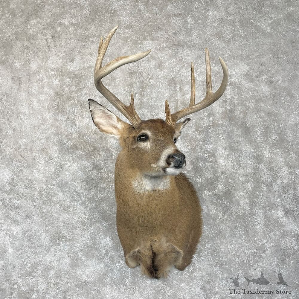 Whitetail Deer Shoulder Mount For Sale #28075 @ The Taxidermy Store