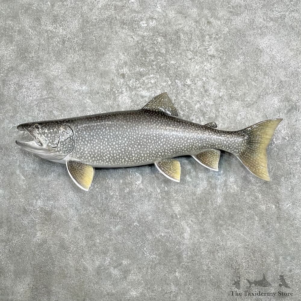 Lake Trout Freshwater Fish Mount For Sale #27310 @ The Taxidermy Store