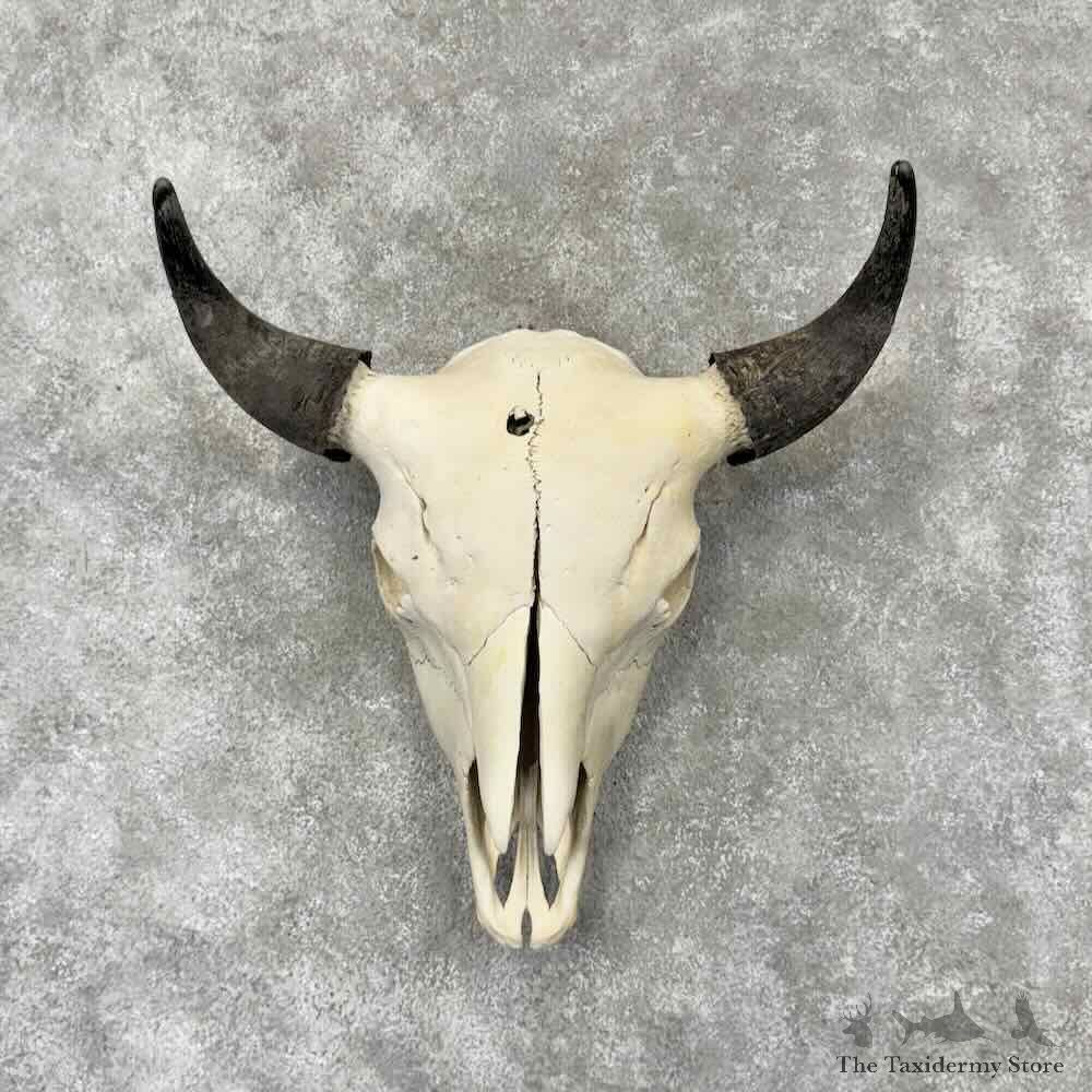 American Buffalo Bison Skull Mount For Sale #30440 @ The Taxidermy Store