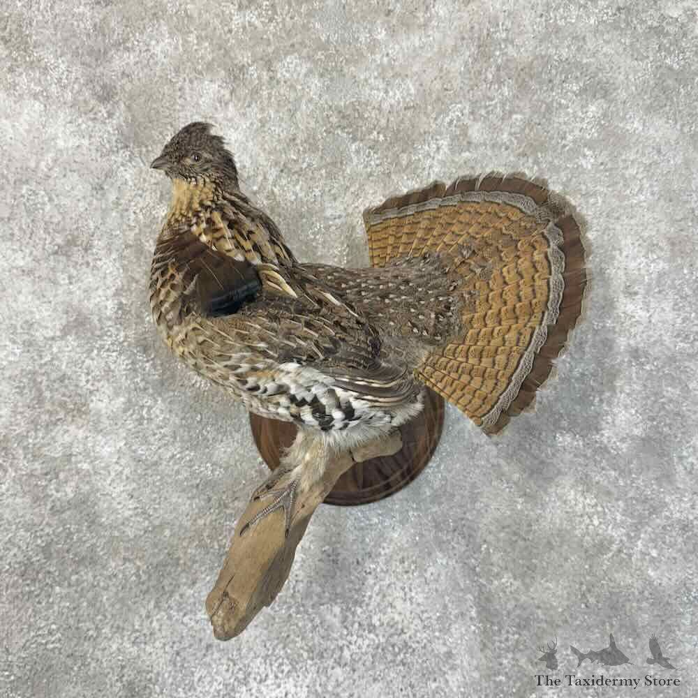 Ruffed Grouse Bird Mount For Sale #30550 @ The Taxidermy Store