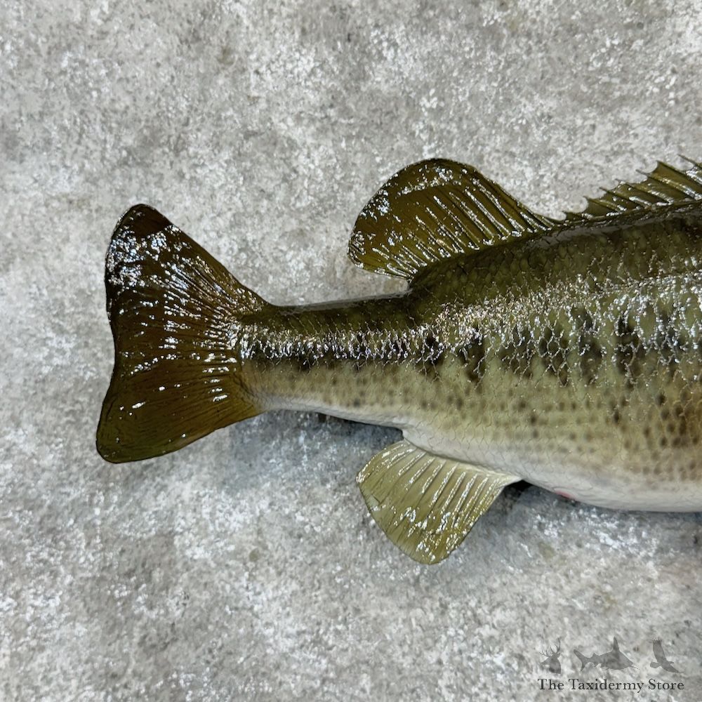 Largemouth Bass Fish Mount For Sale #29819 @ The Taxidermy Store