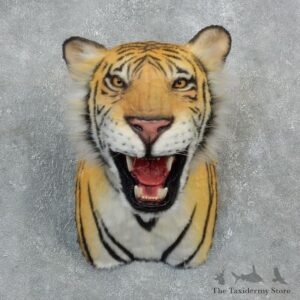 Reproduction Bengal Tiger Mount For Sale #18301 @ The Taxidermy Store