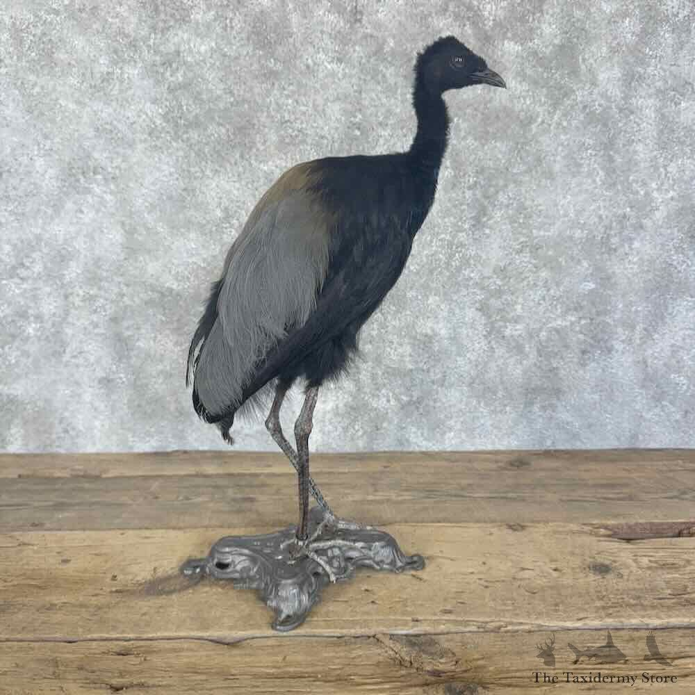 Grey-Winged Trumpeter Bird Mount For Sale #30700 @ The Taxidermy Store