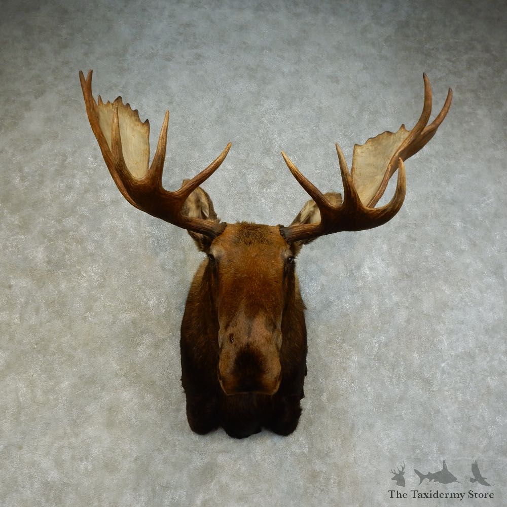 Alaskan Yukon Moose Shoulder Mount For Sale #16276 @ The Taxidermy Store