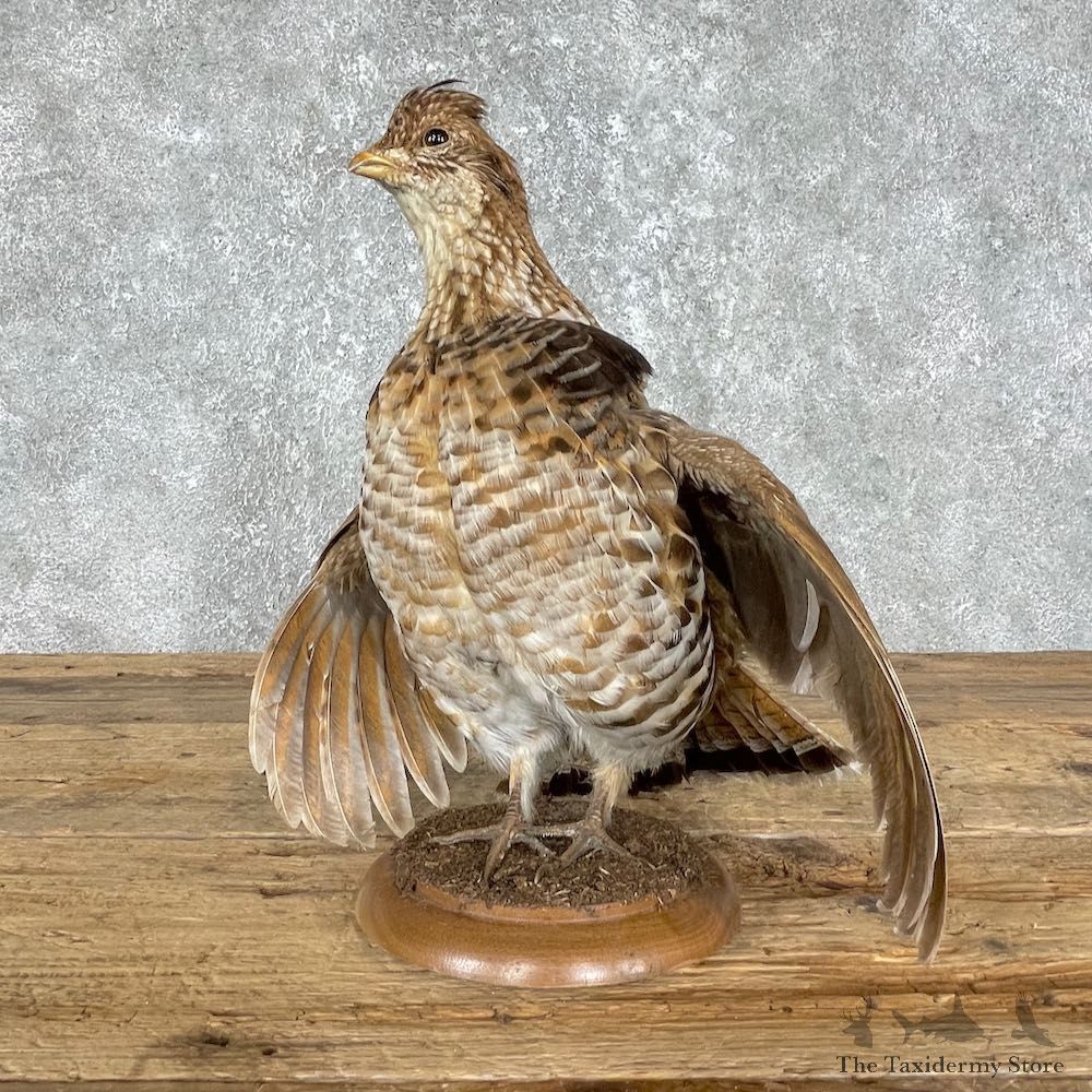 Ruffed Grouse Bird Mount For Sale #25550 - The Taxidermy Store