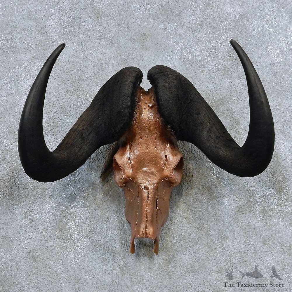Black Wildebeest Skull Horns Mount For Sale #13919 For Sale @ The Taxidermy Store