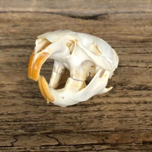 Muskrat Full Skull Taxidermy Mount #19823 For Sale @ The Taxidermy Store