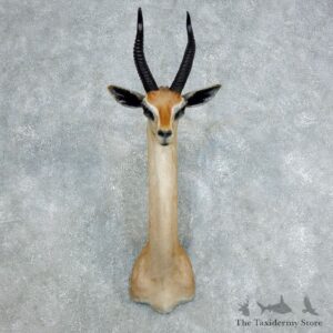 Gerenuk Shoulder Mount For Sale #18386 @ The Taxidermy Store