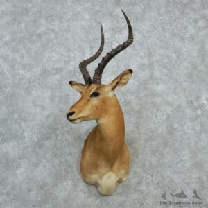 African Impala Shoulder Taxidermy Mount #12982 For Sale @ The Taxidermy Store