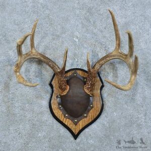 Whitetail Deer Antler Plaque Mount For Sale #15789 @ The Taxidermy Store