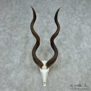 African Kudu Skull & Horn European Mount #13495 For Sale @ The Taxidermy Store