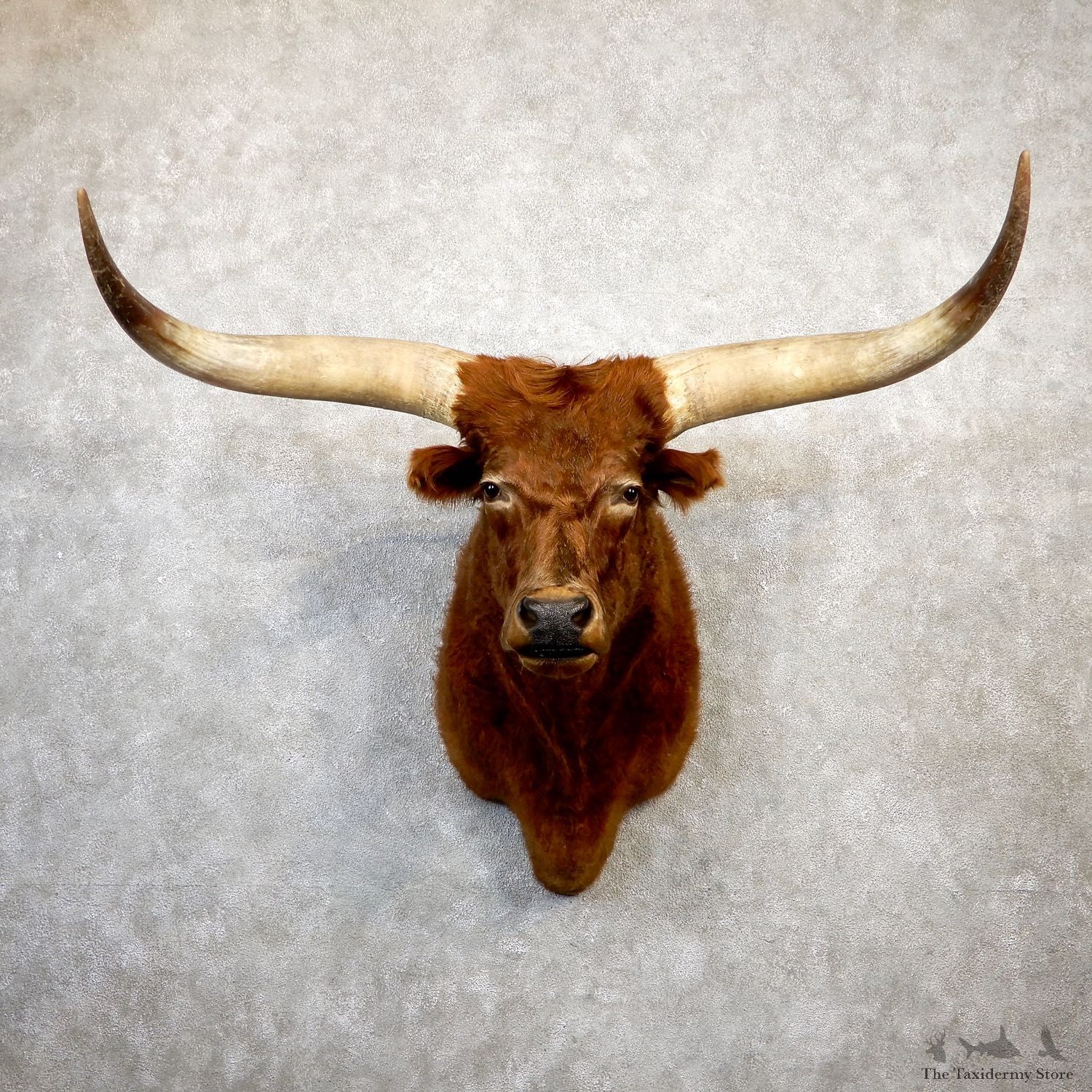Ankole Watusi Longhorn Shoulder Taxidermy Head Mount #19984 For Sale @ The Taxidermy Store
