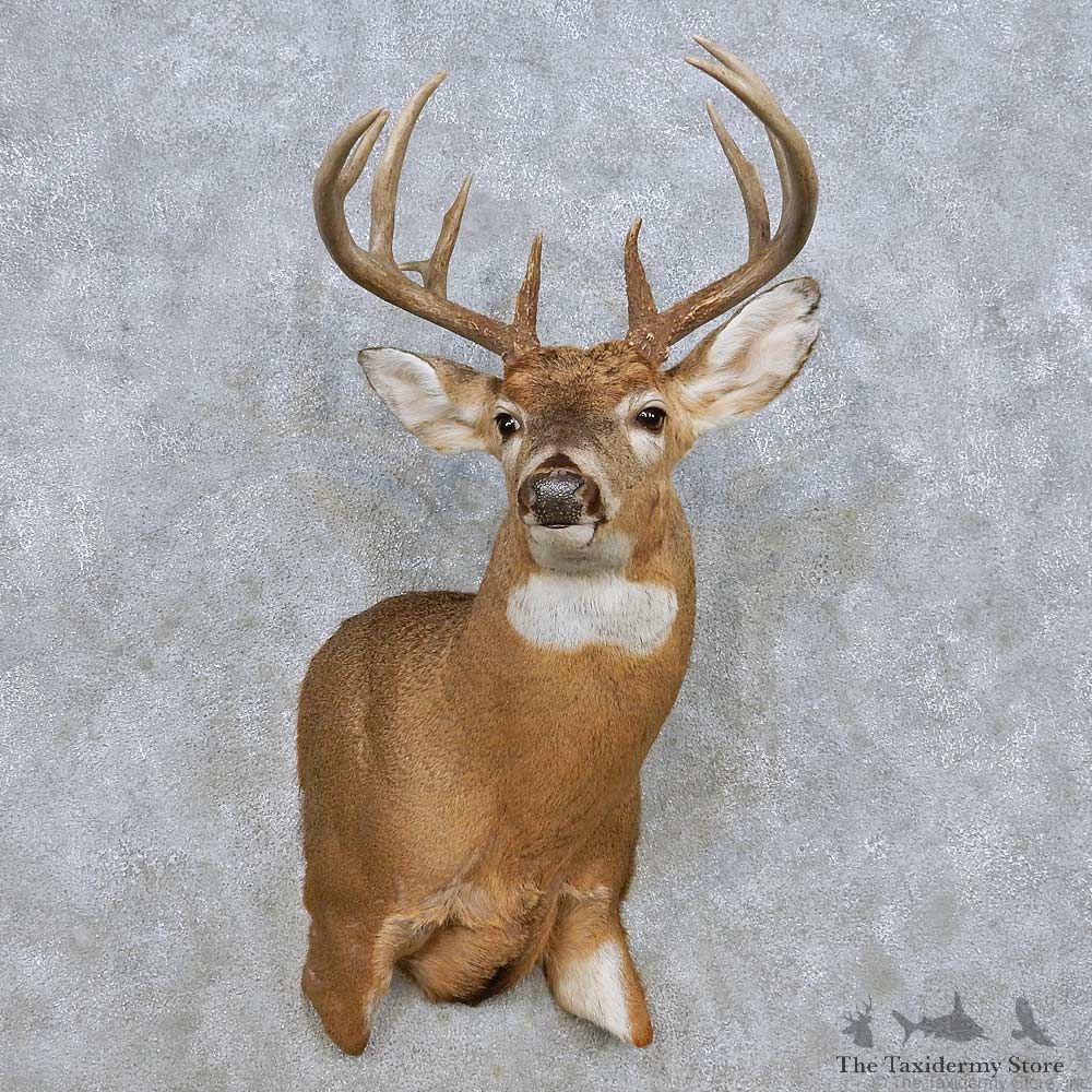 Whitetail Deer Shoulder Mount For Sale #14277 @ The Taxidermy Store