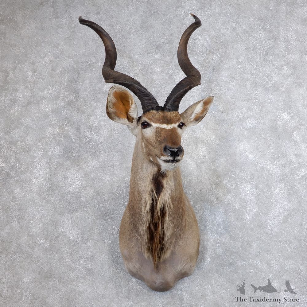 Greater Kudu Shoulder Mount For Sale #18646 @ The Taxidermy Store