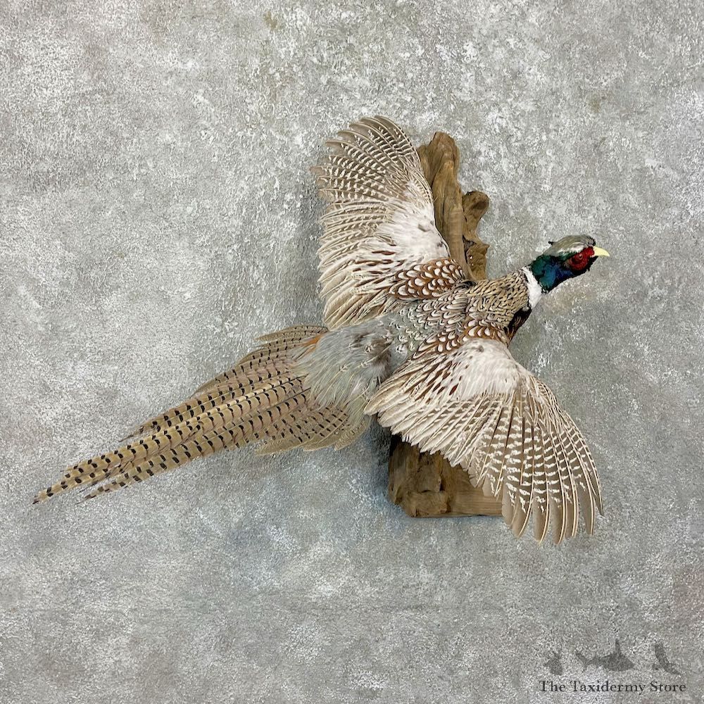 Ringneck Pheasant Bird Mount For Sale #26269 @ The Taxidermy Store