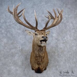 Red Stag Shoulder Mount For Sale #15682 @ The Taxidermy Store