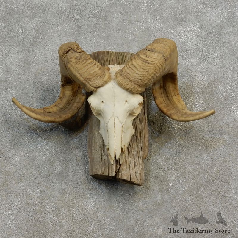 Corsican Ram Skull European Mount For Sale #17184 @ The Taxidermy Store