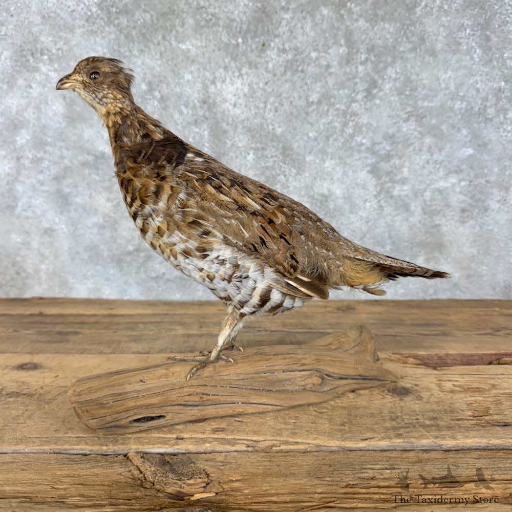 Ruffed Grouse Bird Mount For Sale #30187 @ The Taxidermy Store