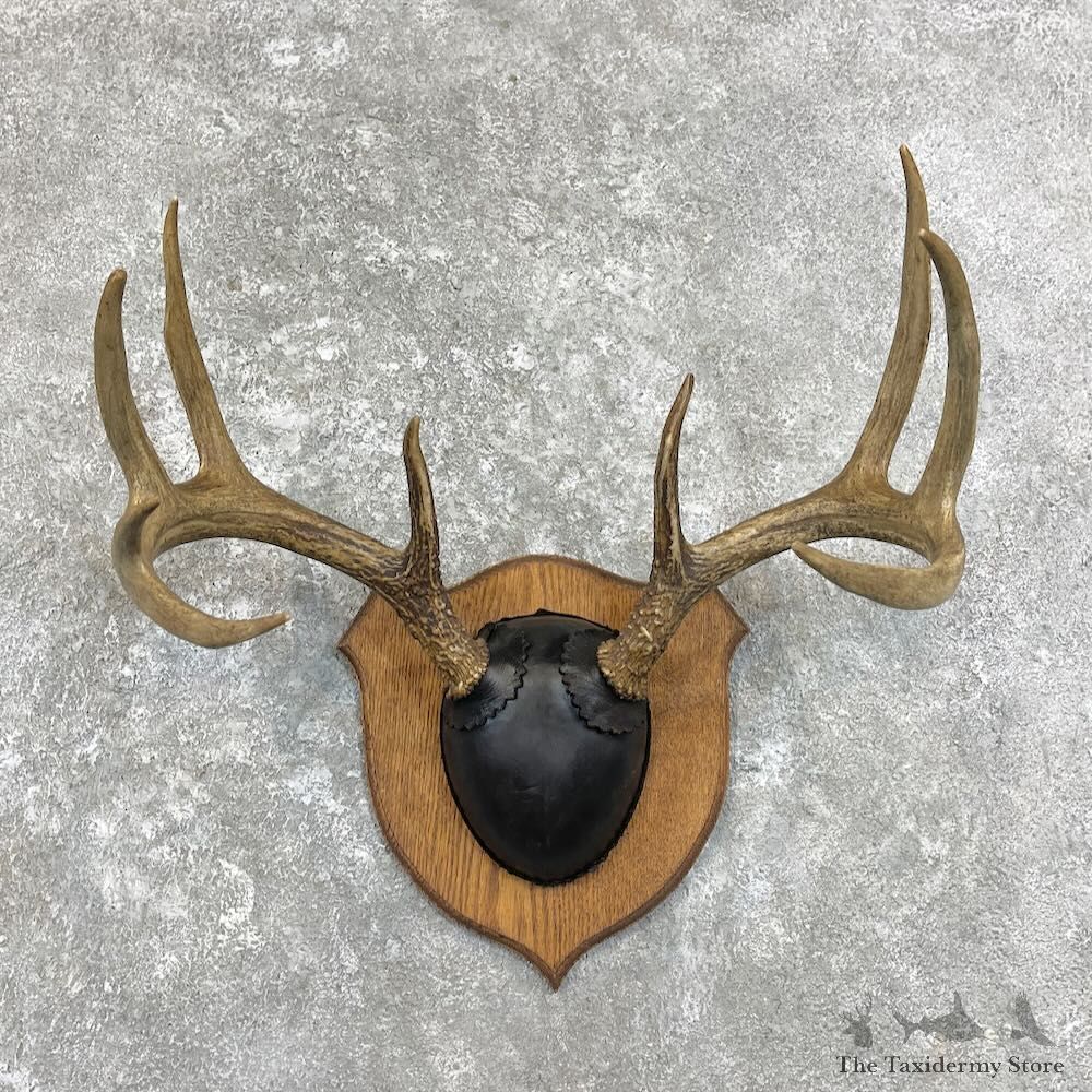 Whitetail Deer Antler Plaque Mount For Sale #27932 @ The Taxidermy Store
