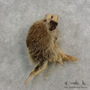 Climbing Porcupine Life-Size Mount For Sale #17182 @ The Taxidermy Store
