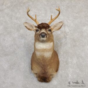 Sitka Blacktail Deer Shoulder Mount For Sale #20268 For Sale @ The Taxidermy Store