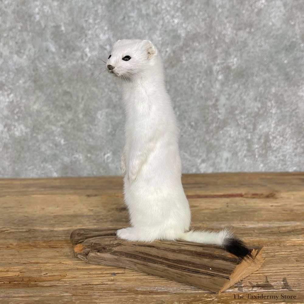 Ermine Life-Size Taxidermy Mount For Sale #25515 - The Taxidermy Store