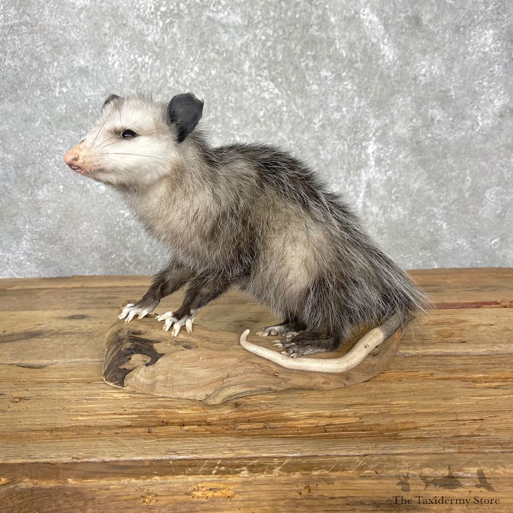 Opossum Life-Size Taxidermy Mount For Sale #24464 @ The Taxidermy Store