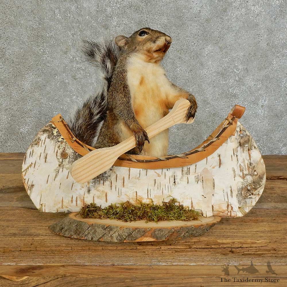 Canoe Squirrel Novelty Mount For Sale #16104 @ The Taxidermy Store
