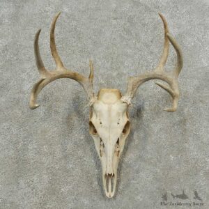Whitetail Deer Skull European Mount For Sale #16777 @ The Taxidermy Store