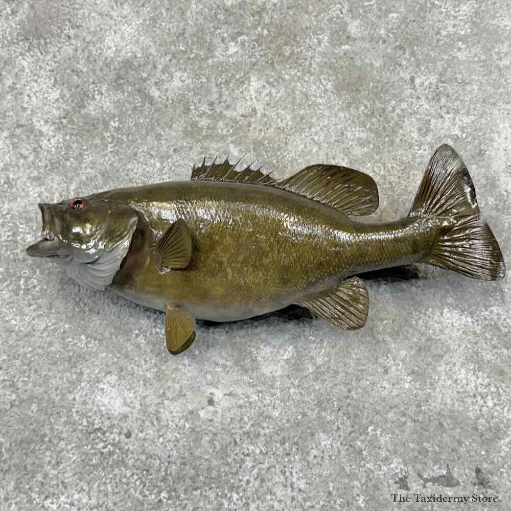 Smallmouth Bass Fish Mount For Sale #32097 @ The Taxidermy Store