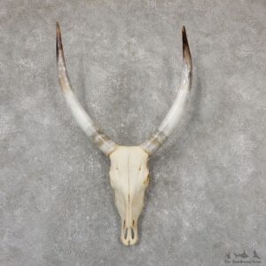 Watusi Longhorn Skull Taxidermy Mount #19328 For Sale @ The Taxidermy Store
